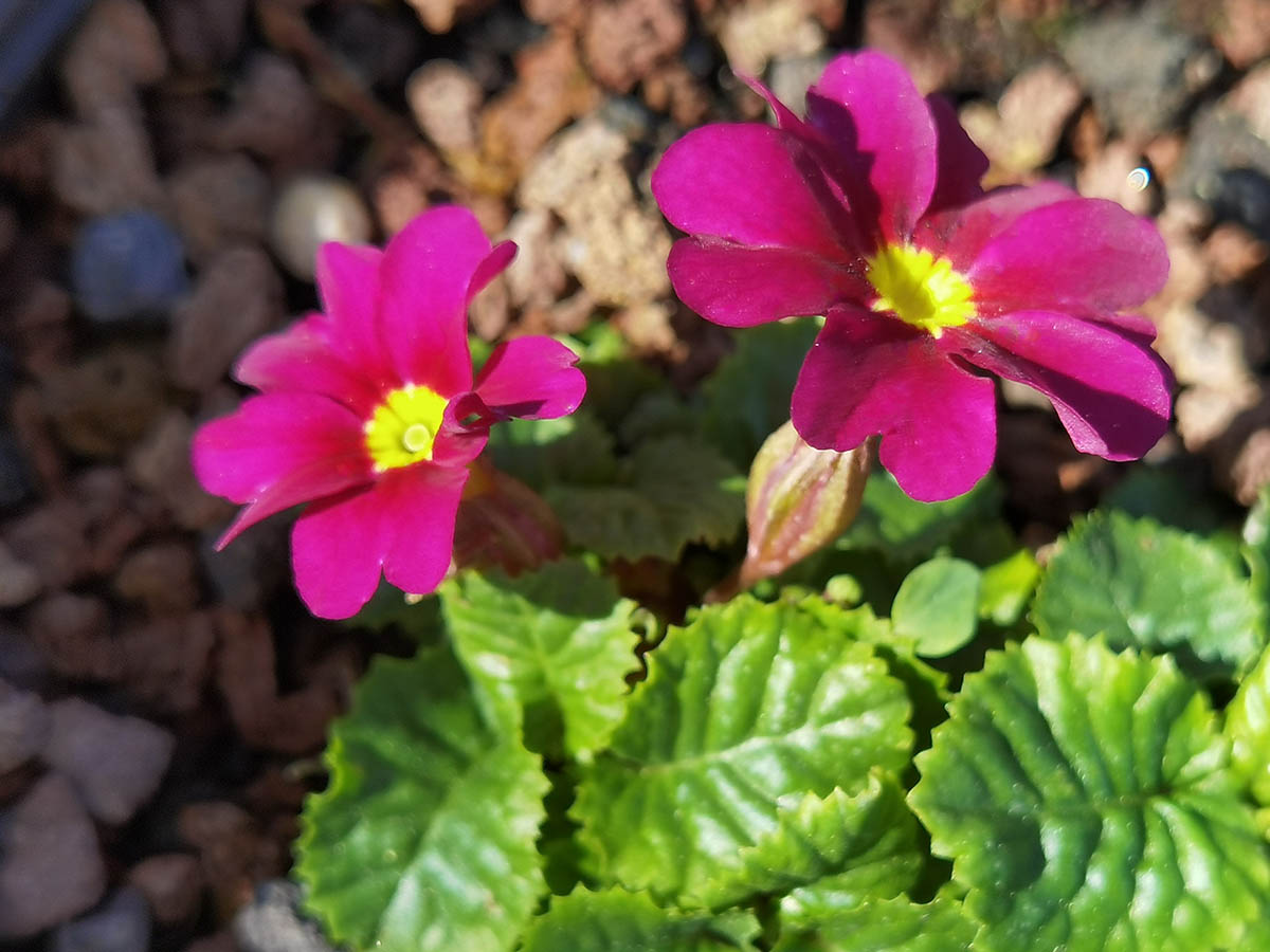 Primula 'Mrs Ferguson' in bloom in a semi-shaded garden